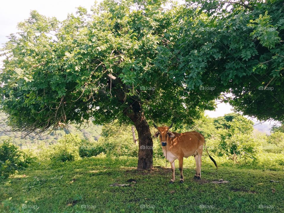 A Cow and A Tree