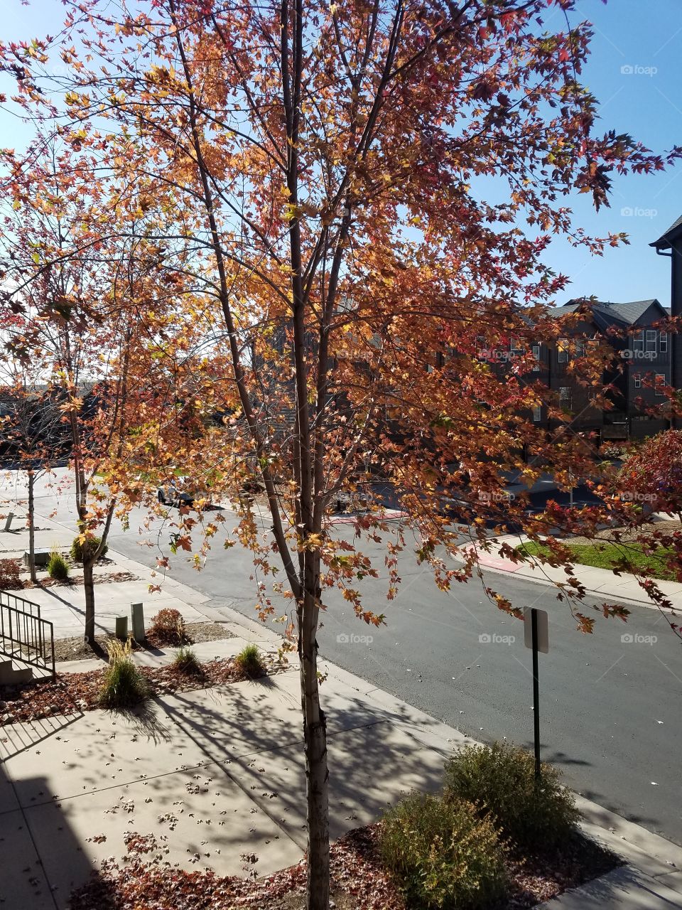 Autumn tree in street