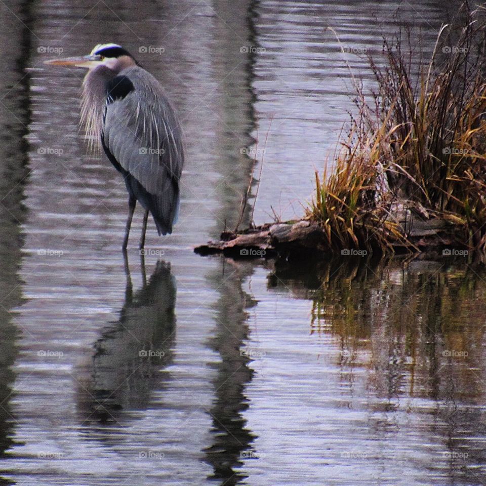 Great blue Herron 