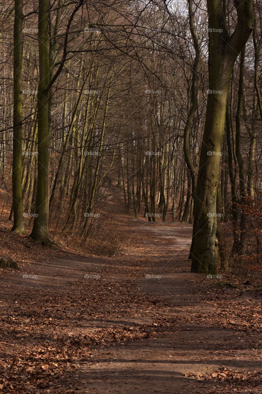 Walking Path Between Trees in Spring Park