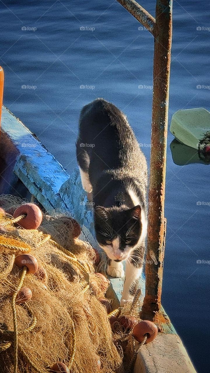 Cat and boat