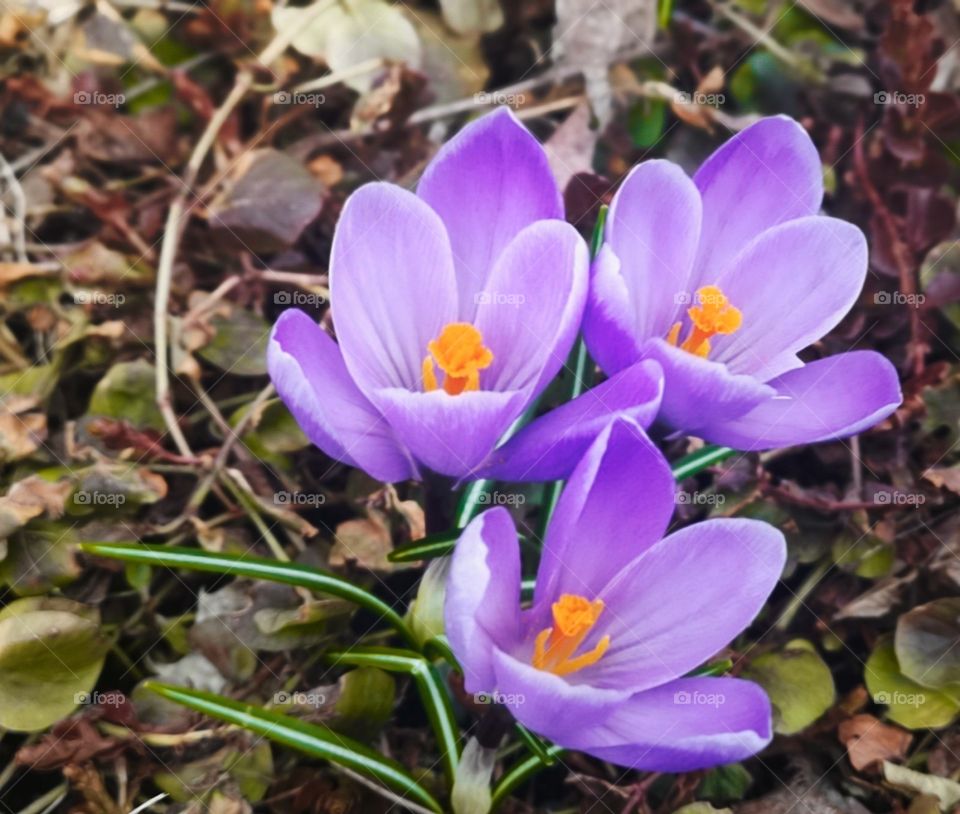 purple spring bulbes