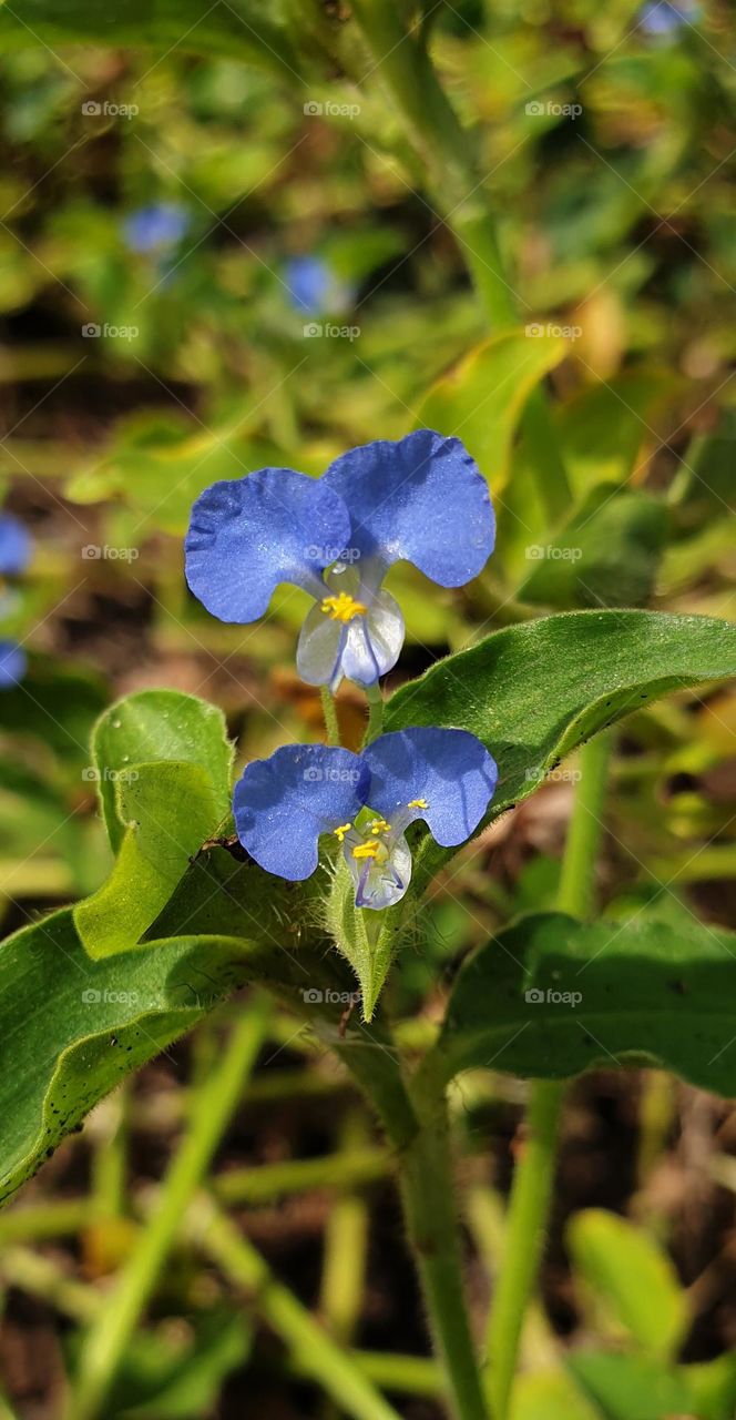 wild flower, simple beautiful, so small that it can pass without being seen, very beautiful