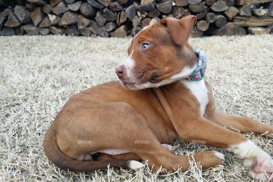 Catahoula pit bull terrier cross mix with green eyes brindle coat sitting in the grass in front of a wood pile