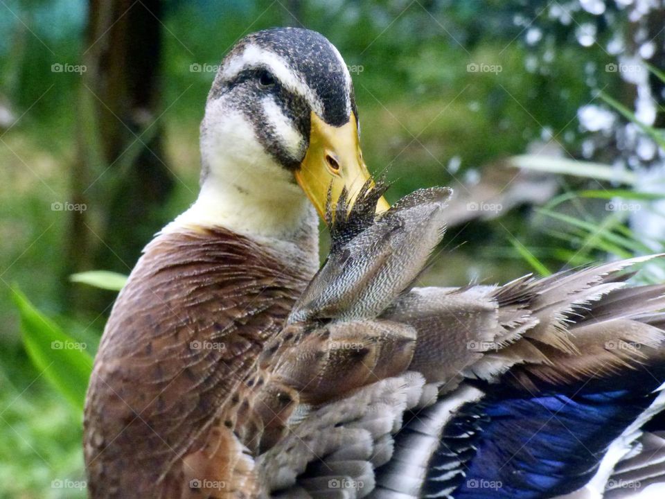 Beautiful duck 🦆