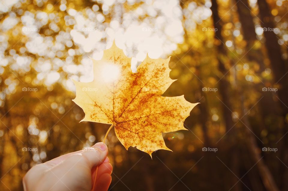 A woman holding a maple leaf against the sunlight
