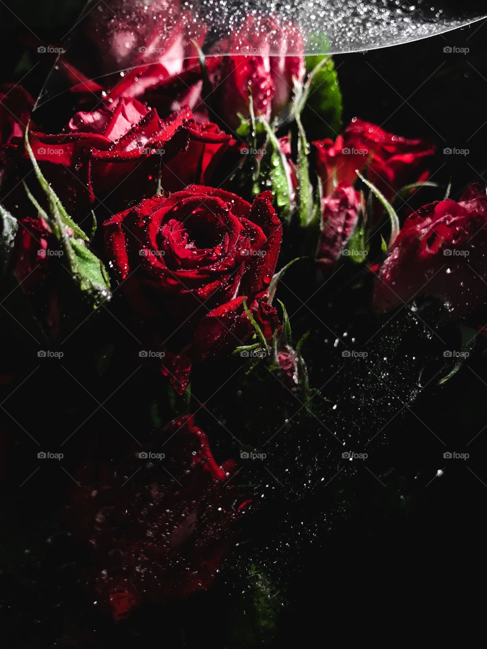 Red roses 