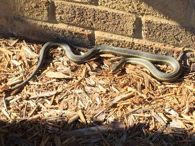 Garden Pet. Garter snake
