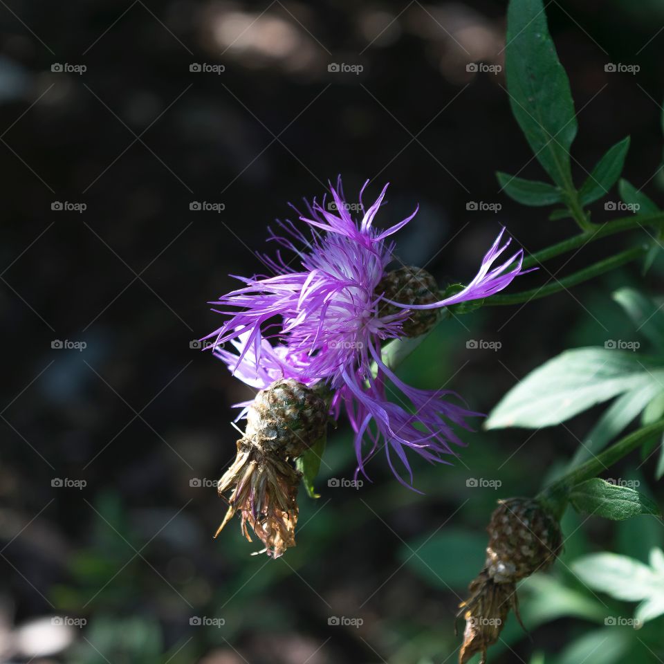 Beautiful ornate purple flower in full bloom