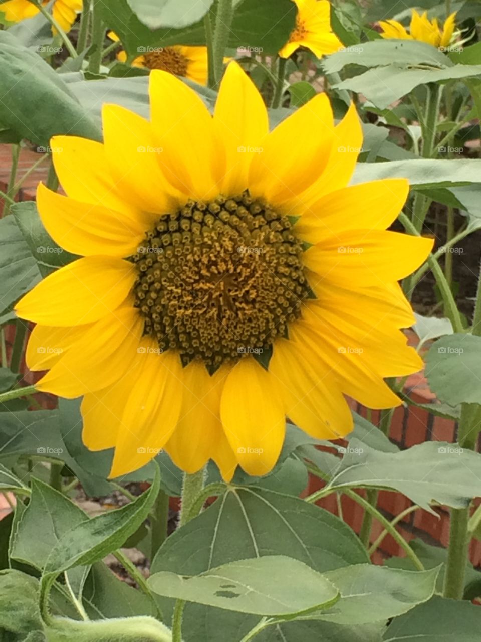 Sunflower