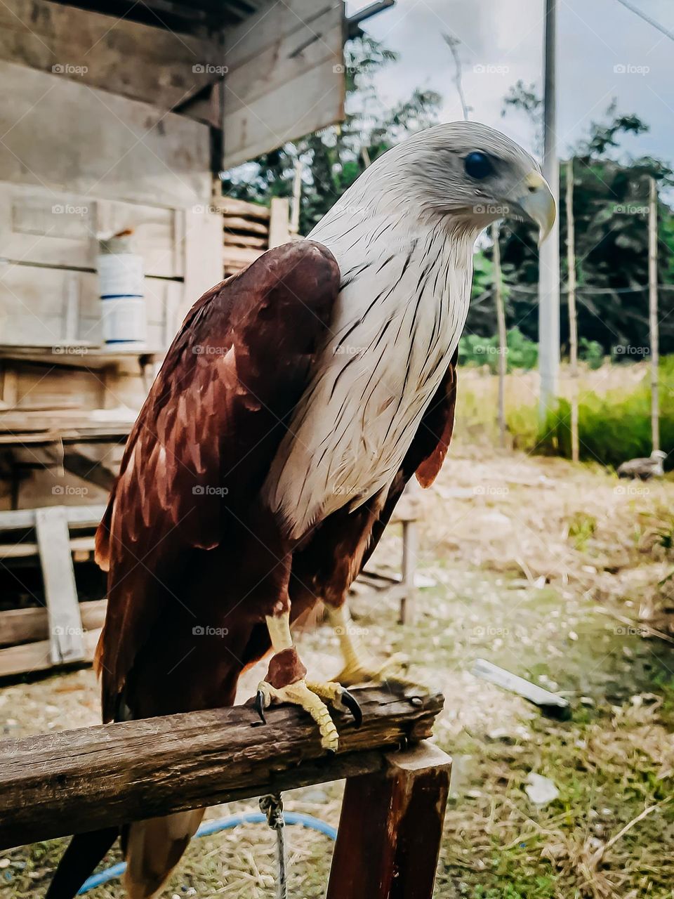 eagel legend from asia