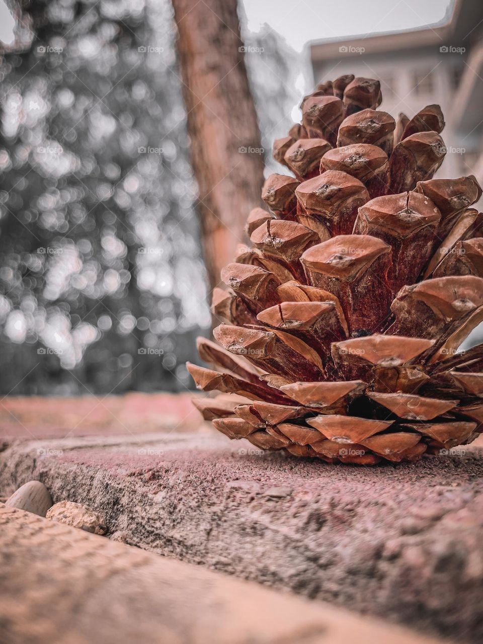 Pine cone