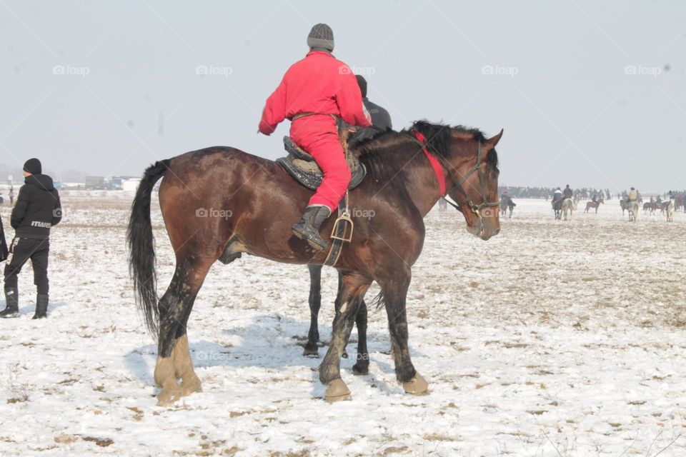 asian horse heavy horse mustang horse with rider sports competitions horse trade livestock market ulak games