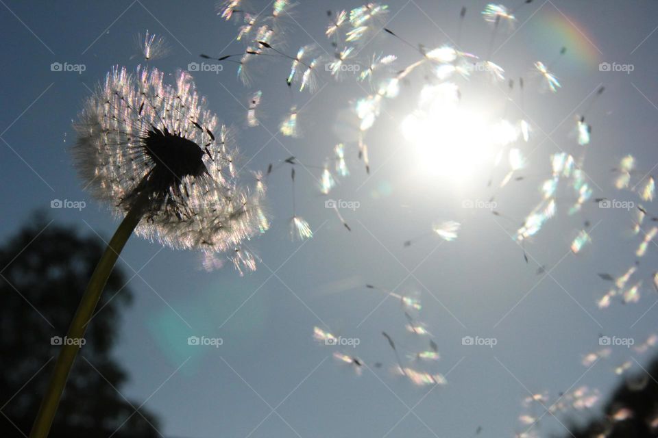 A portrait of a dandelion getting al its seeds blown of in a cyclone motion.