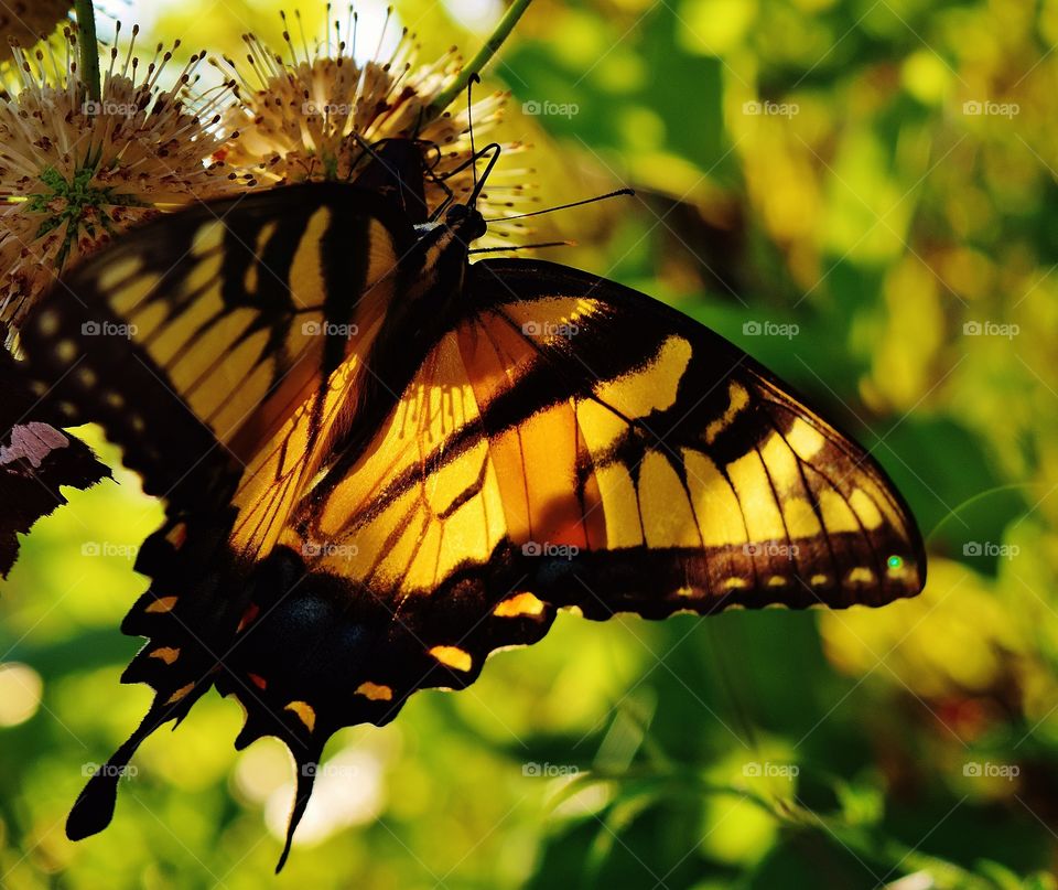 Yellowtail butterfly