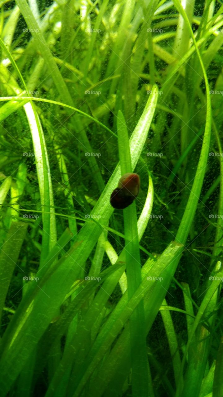 Seaweed and a snail in a fish tank / aquarium