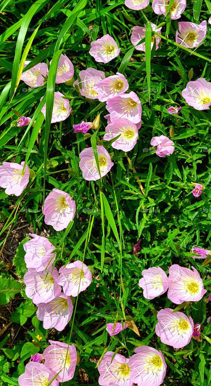 Carpet of Pink Evening Primrose, thriving in tropical South Texas.