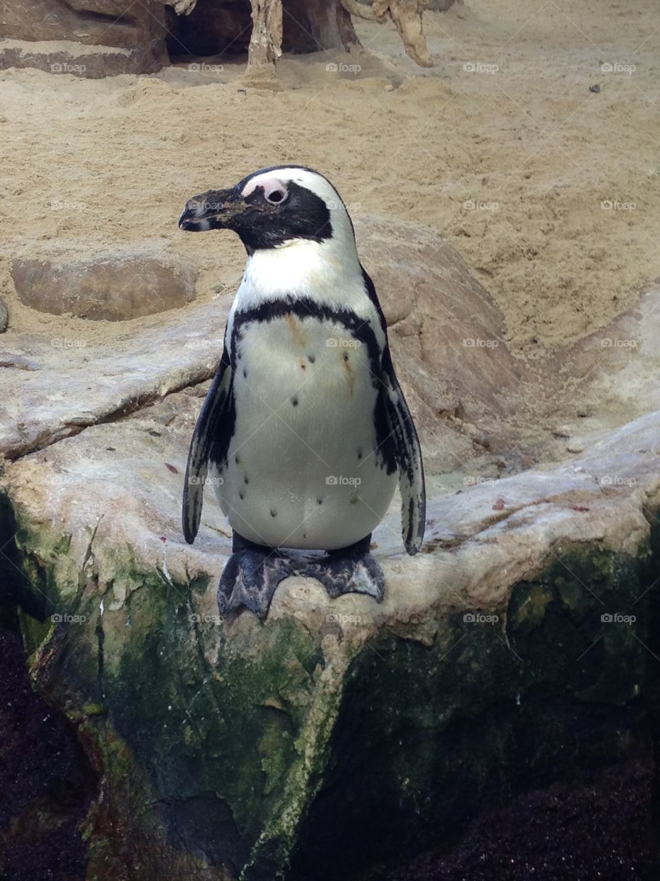 African Penguin 