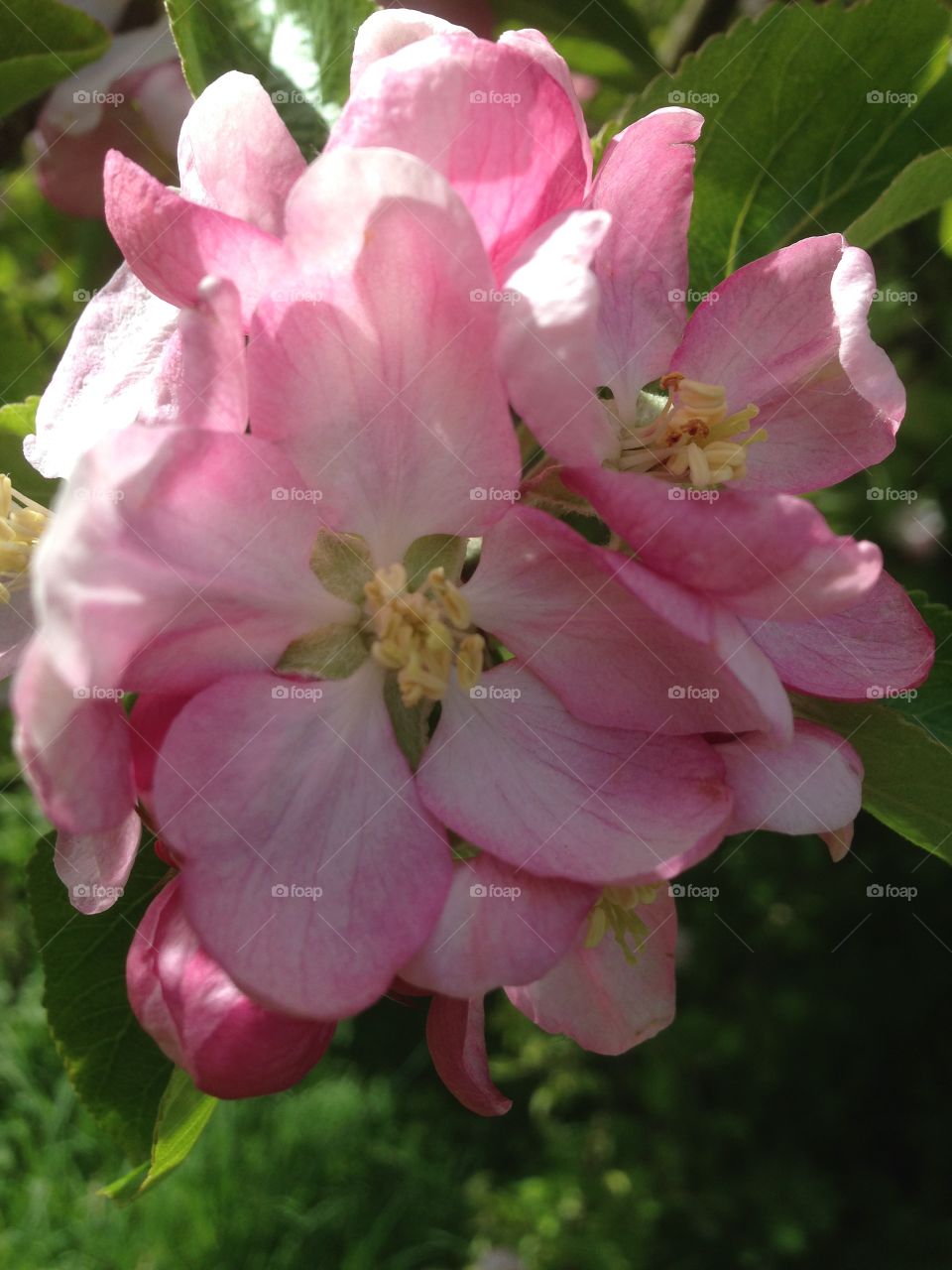 Apple blossom 