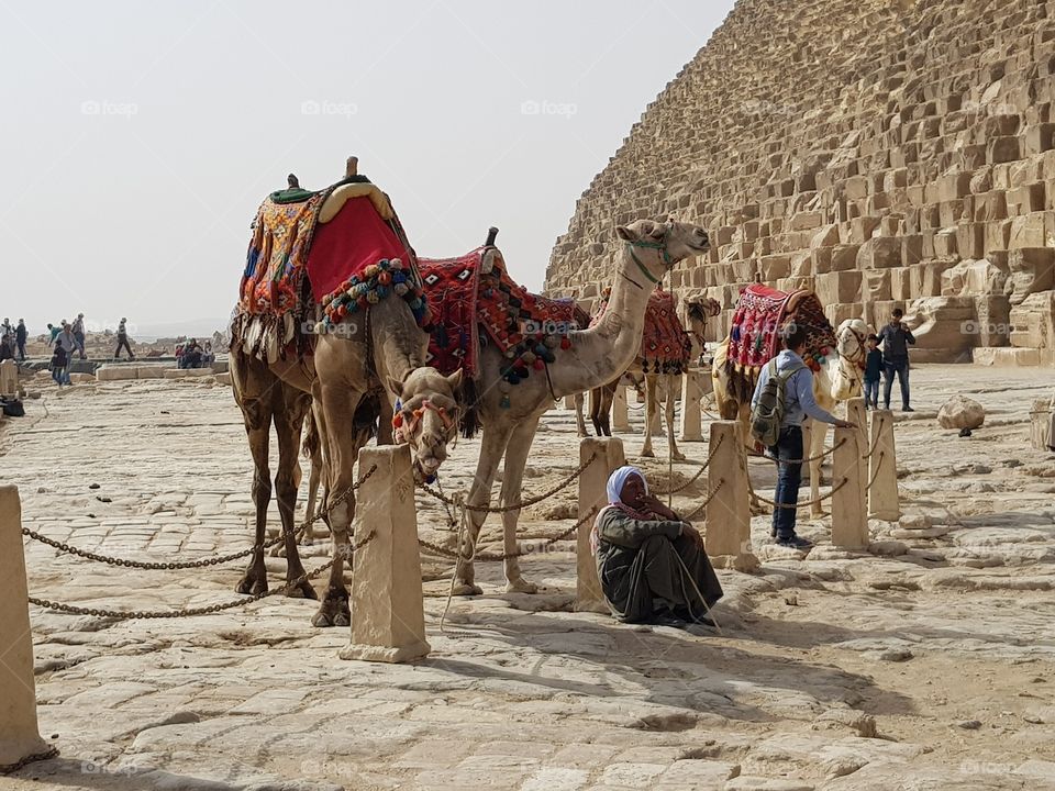 Bedouin people with camels near pyramids in egypt cairo. arab camels with traditional robes