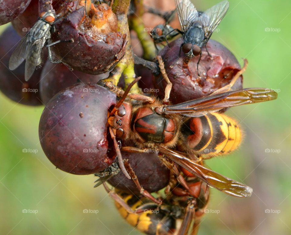 Bees and Flies on Grapes
