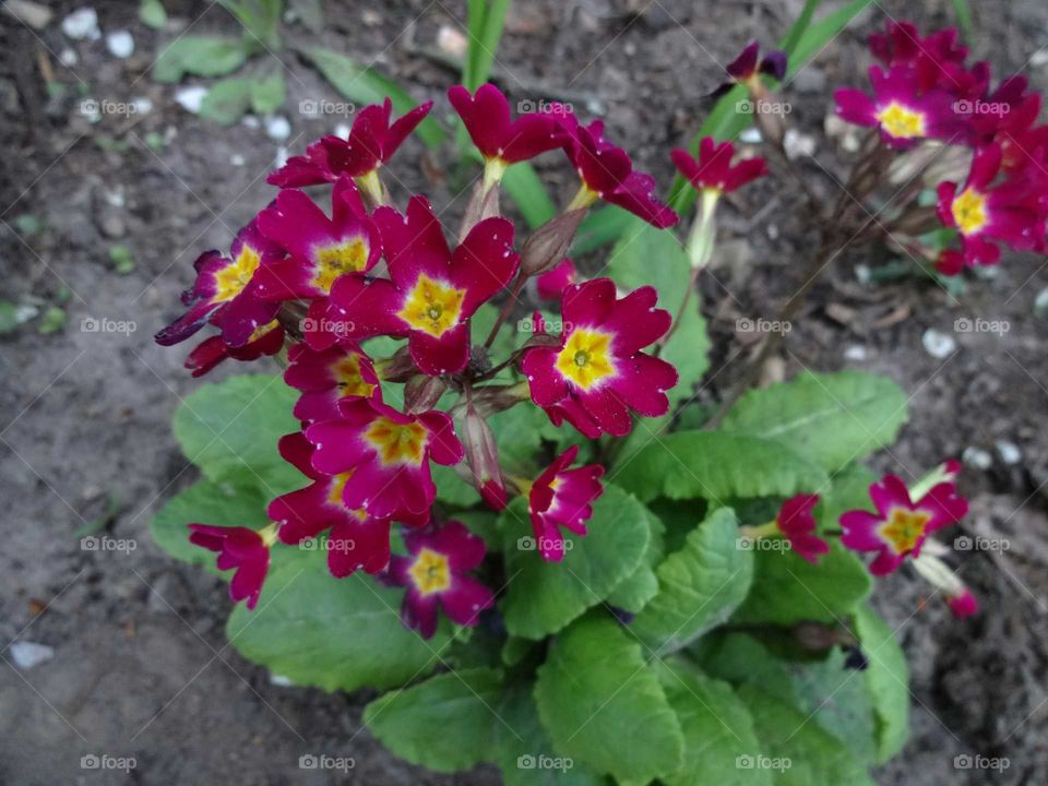 promrose in the garden