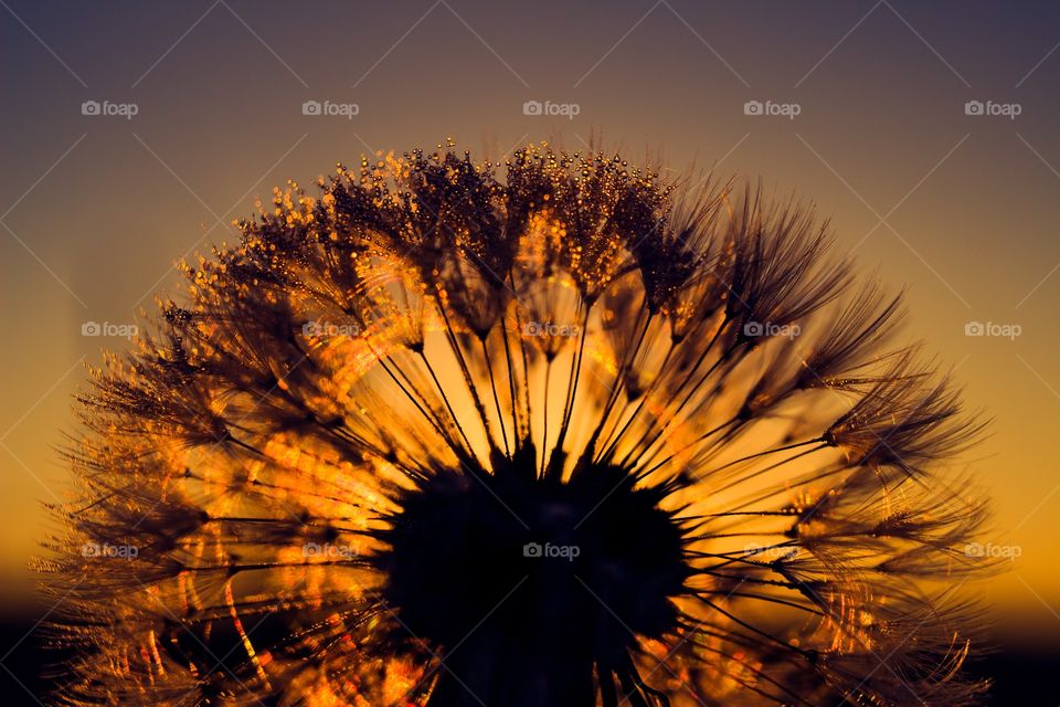 Close-up of dandelion flower