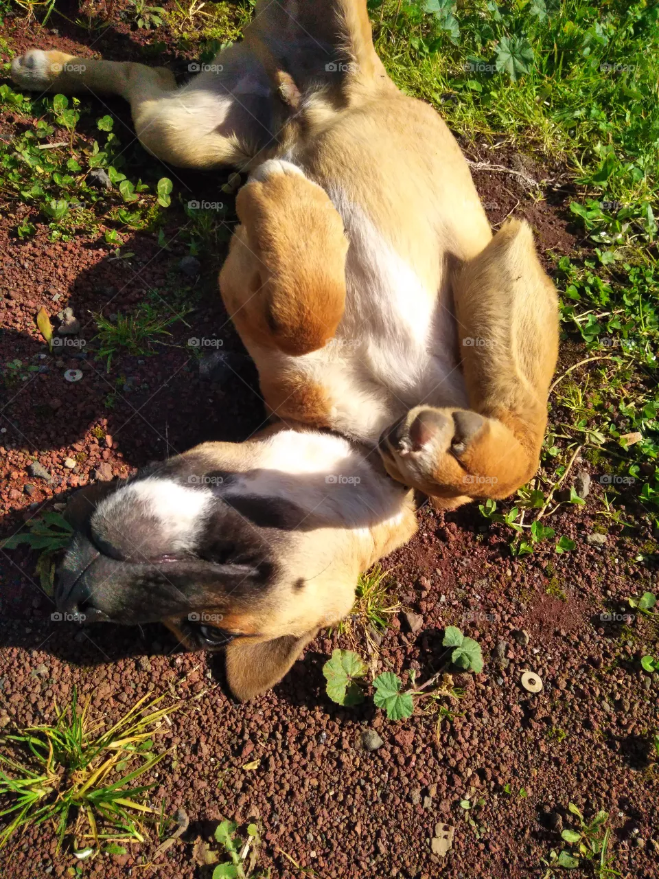 Fun pup