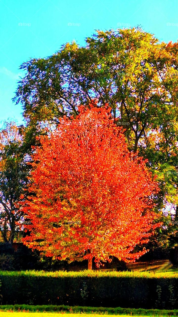 Bright orange/red leaved tree against green leaved tree with green hedge in the foreground and blue sky in the background