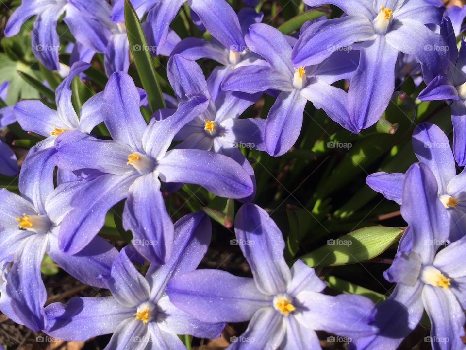 Lovely spring flower