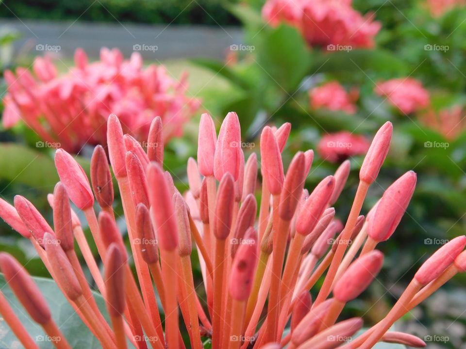 Ixora flower or Red spike flower with blurred background.