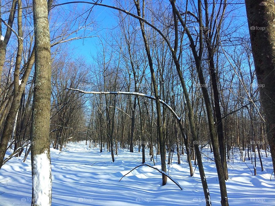 Forest in the winter 