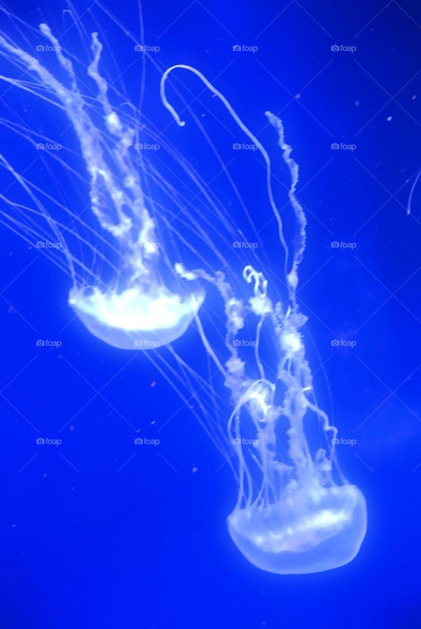 Tentacles Everywhere