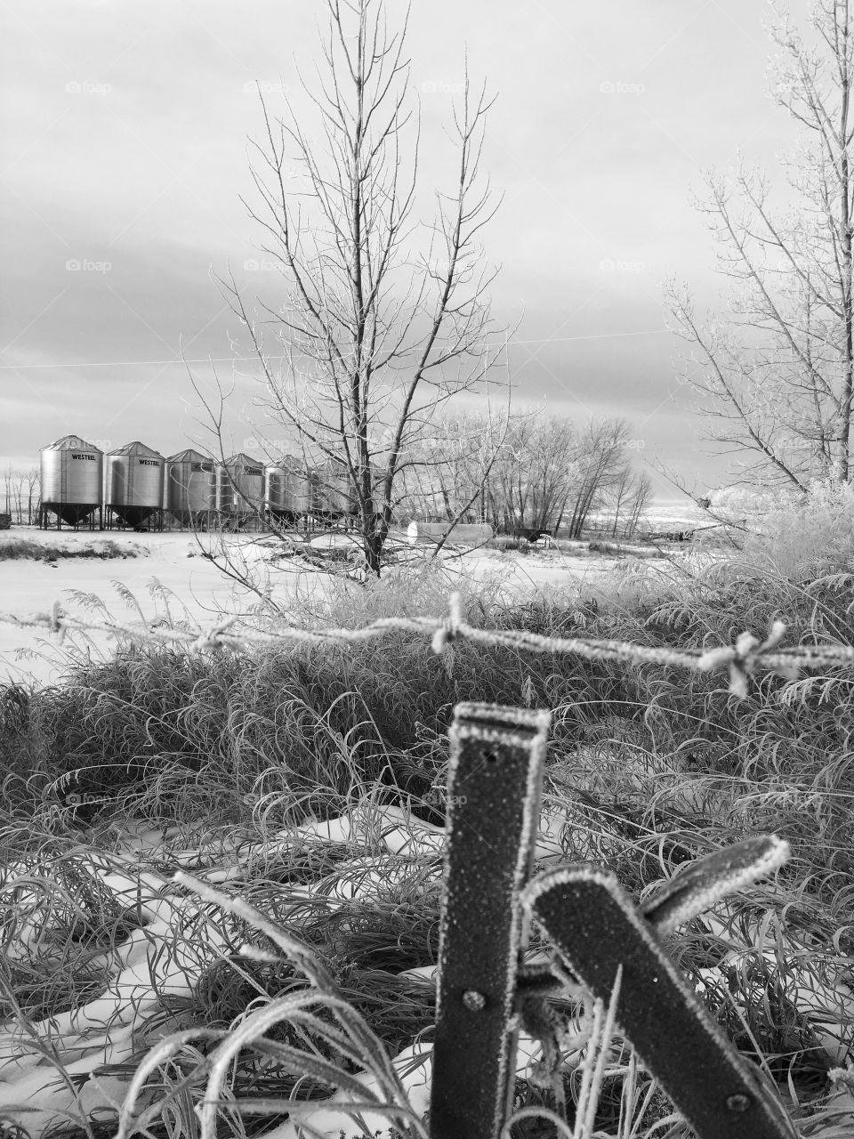 Frosty farm morning 