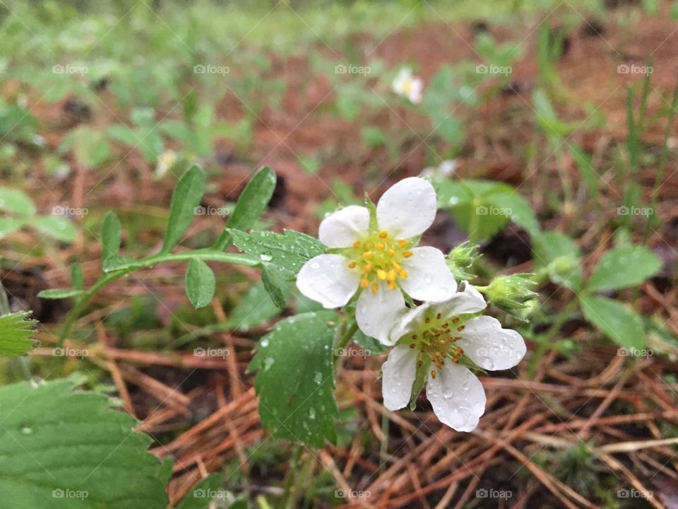 Wild strawberry blossoms. Wild strawberry blossom in the rain