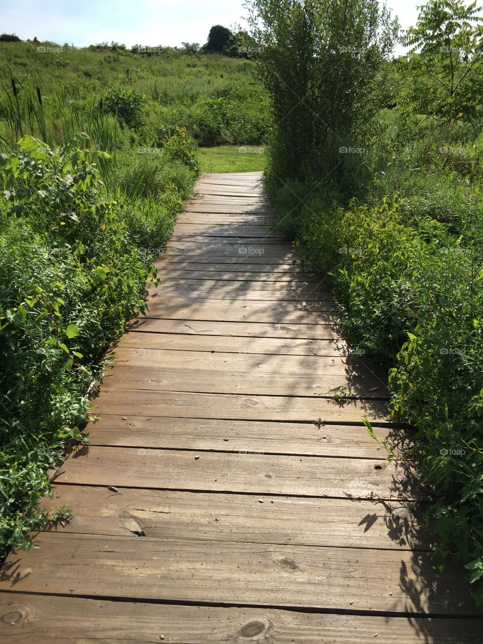 A pathway to sunny fields