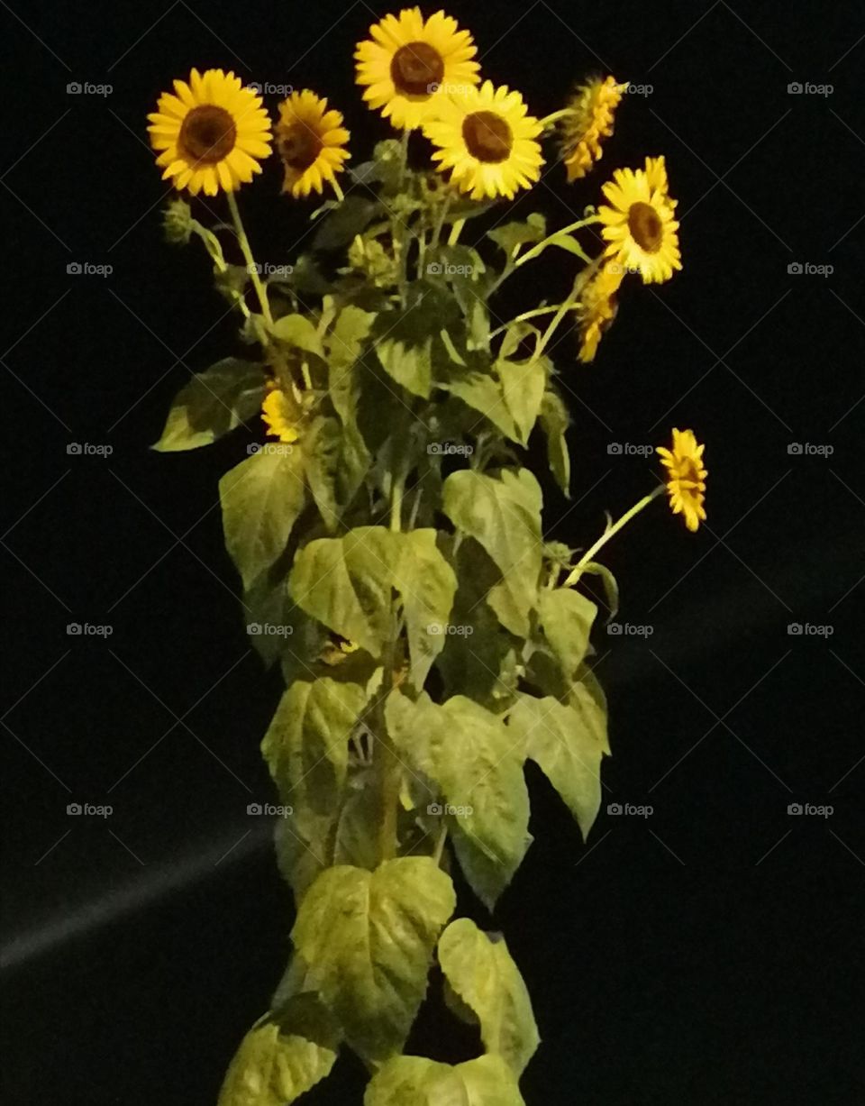 Sunflowers in the dark