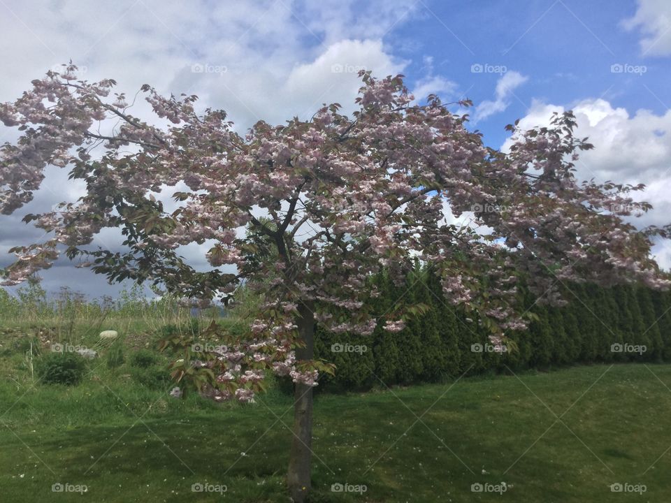 Cherry Blossoms in Bloom 
