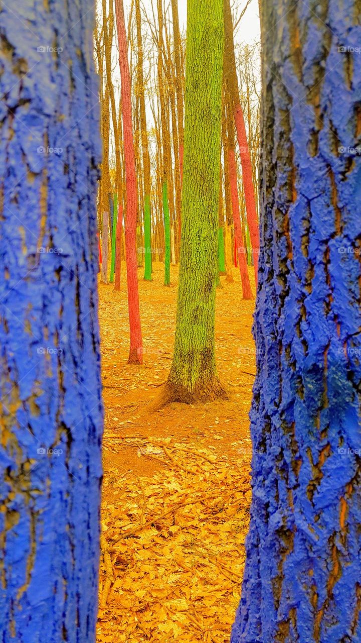 colour forest