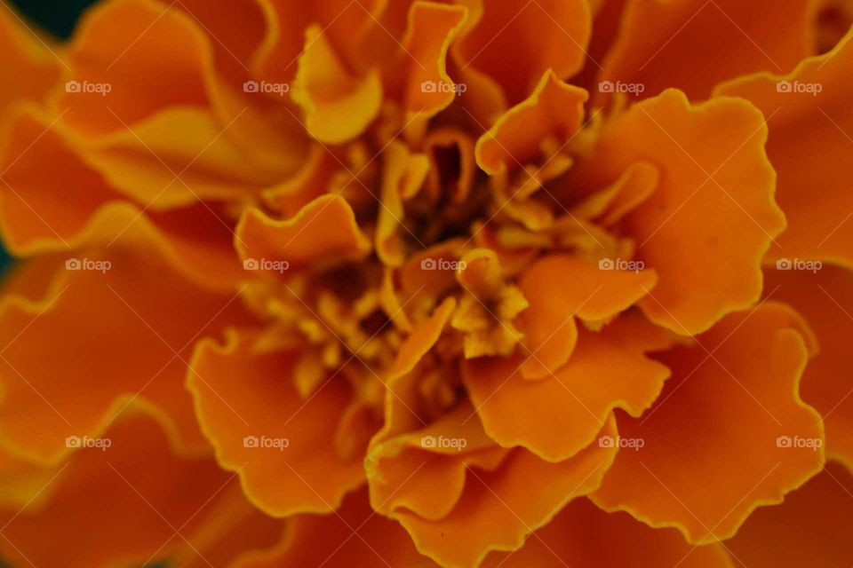 Marigold petals