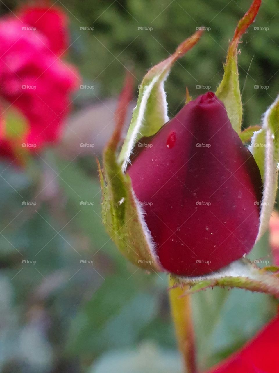 rose with water drop closeup