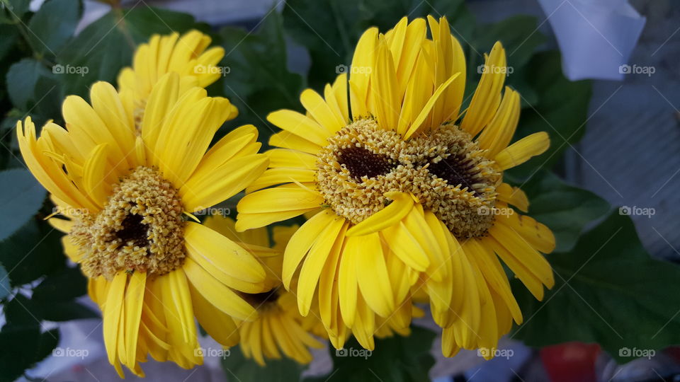 twin yellow daisy flower