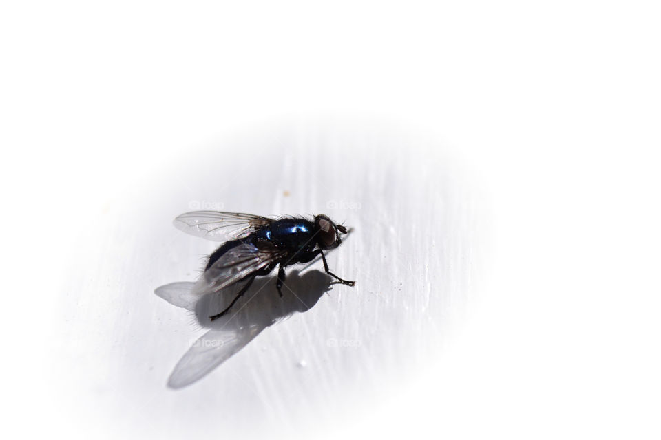Closeup fly