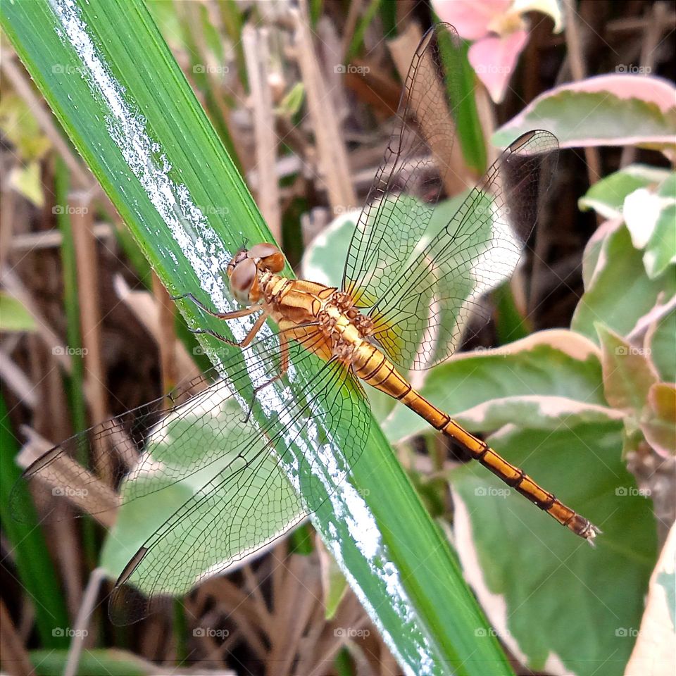 Golden dragonfly