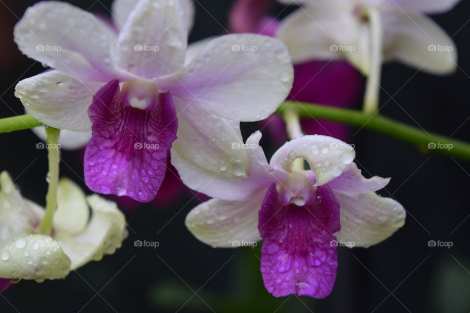 purple-white orchids