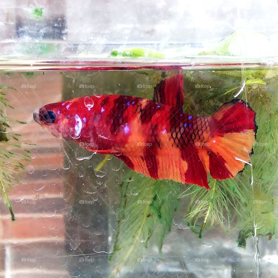 Betta fish.