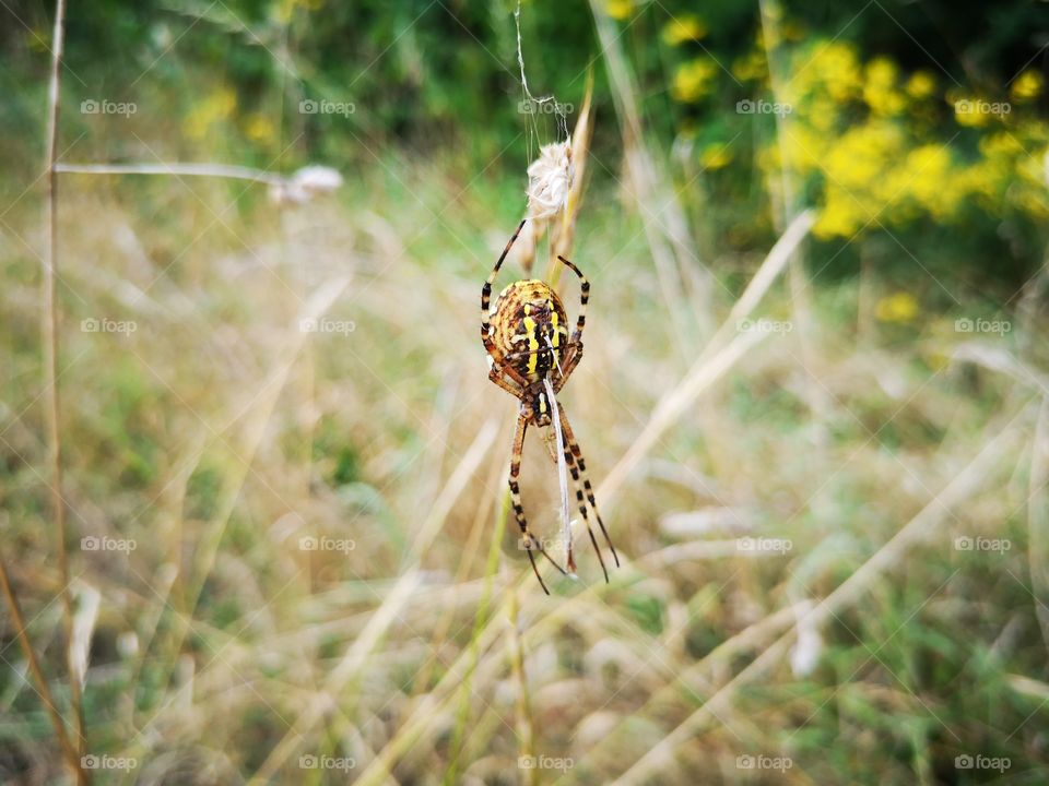 Wasp spider, last summer