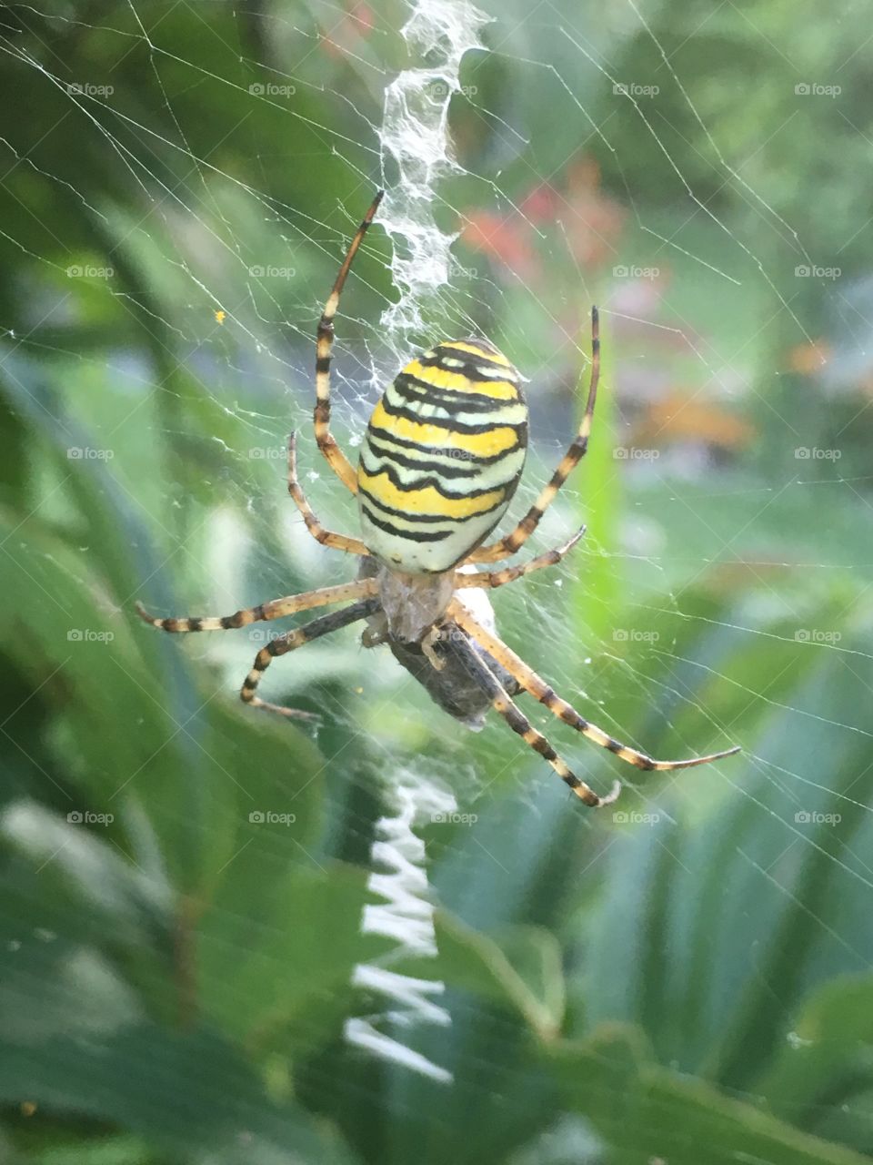 tiger spider
