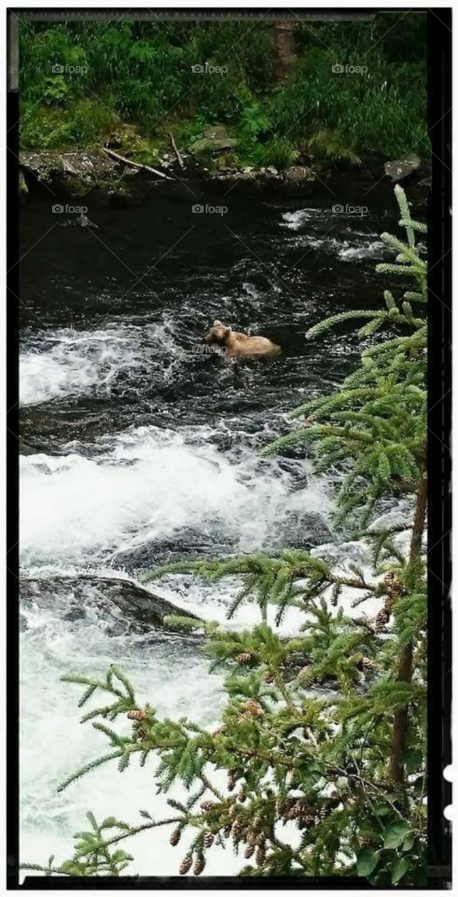 Alaskan Brown Bear looking for salmon.