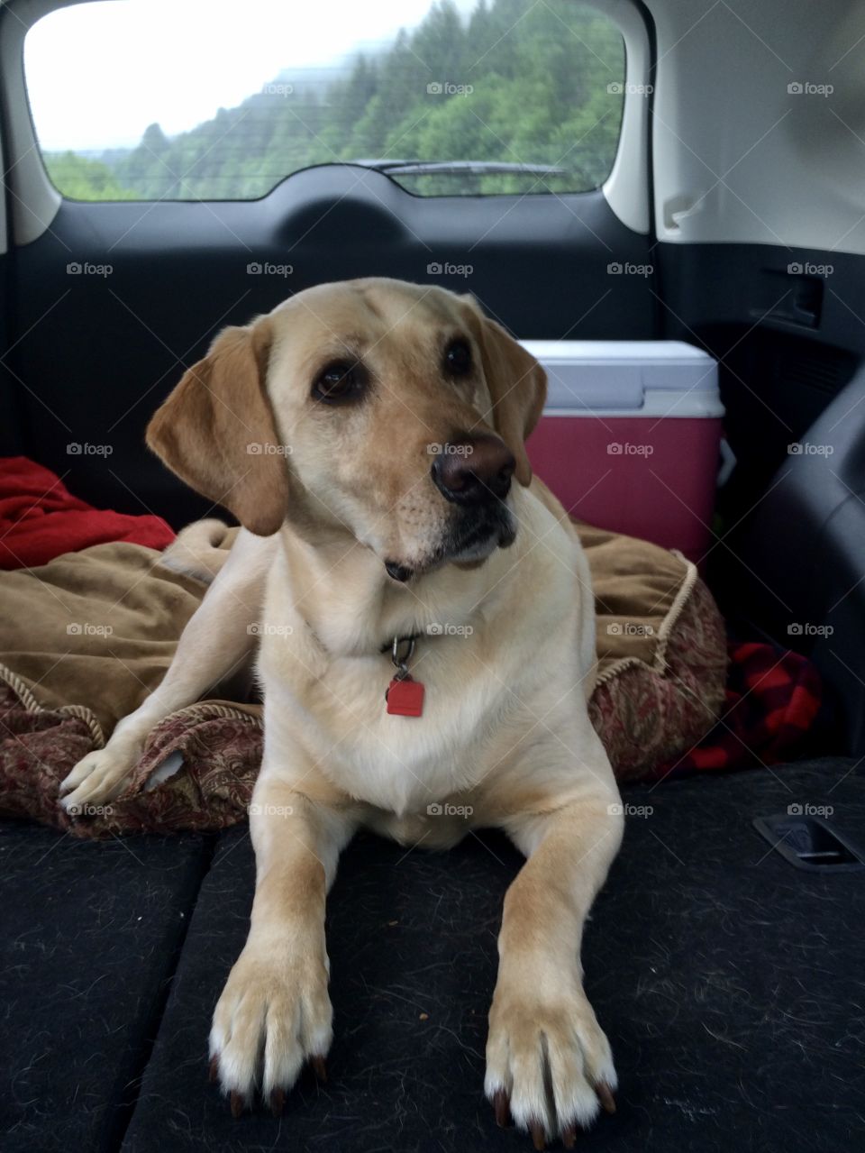 Dog in backseat 